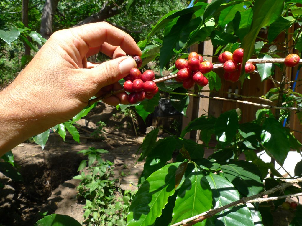 Aljana Coffee Guatemala